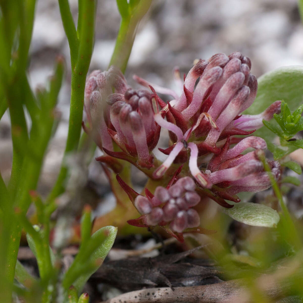 Imagem de Serruria rubricaulis R. Br.