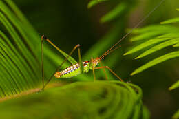 Слика од Obolopteryx catinata (Rehn, J. A. G. & Hebard 1914)