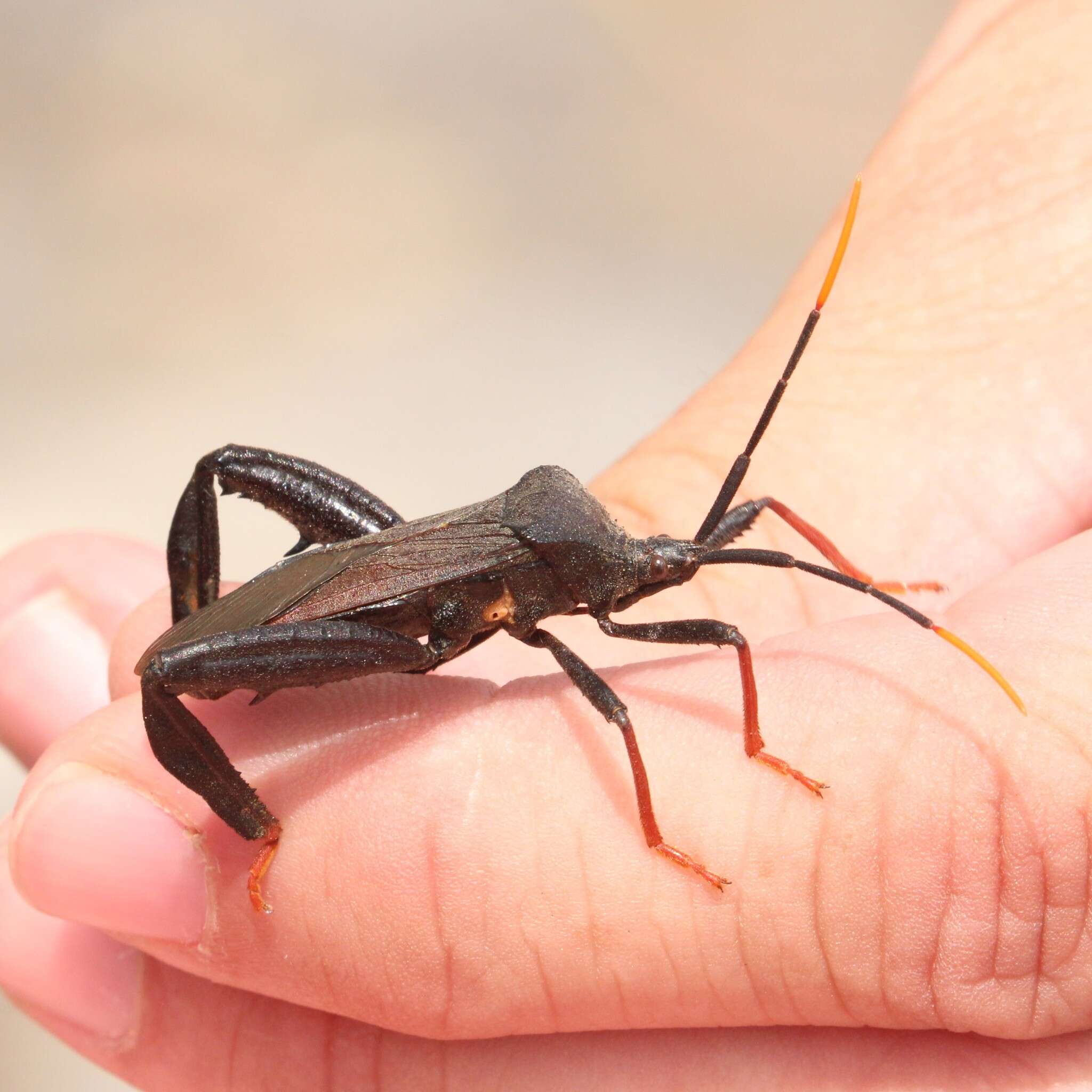 Слика од Acanthocephala thomasi