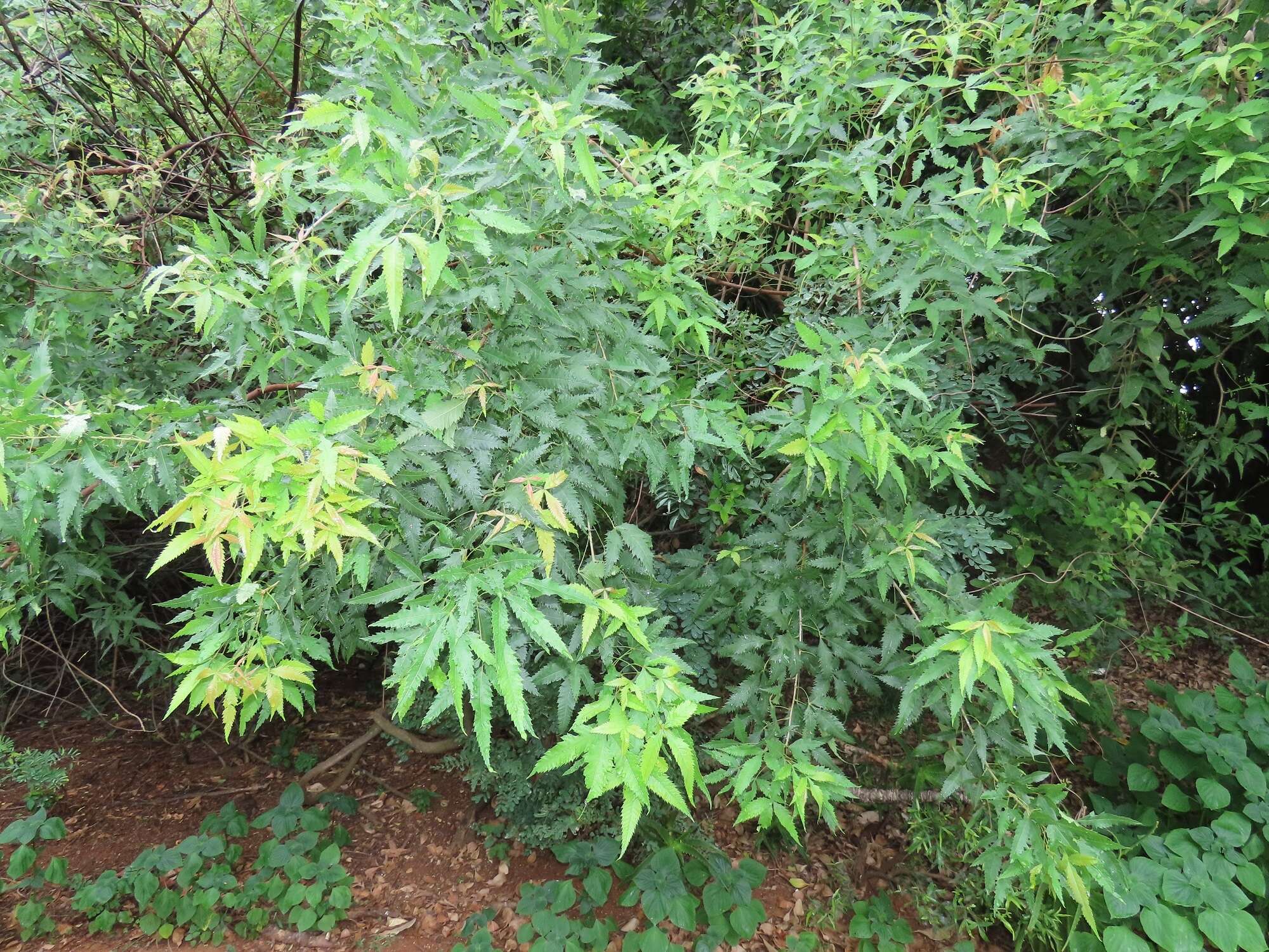 Image of African poison oak