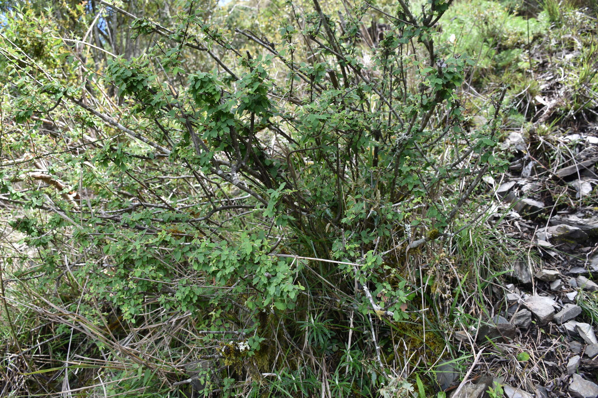 Image of <i>Spiraea tatakaensis</i>