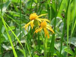 Imagem de Tephroseris integrifolia subsp. tundricola (Tolm.) B. Nord.