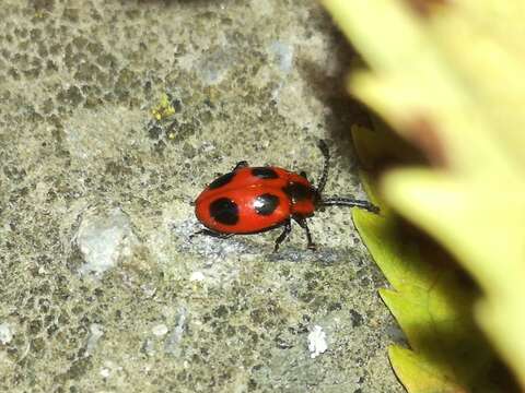 Image of False Ladybird