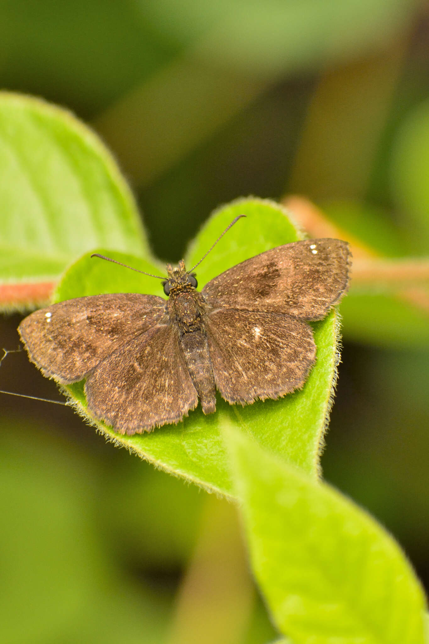 Image of Staphylus vincula Plötz 1886