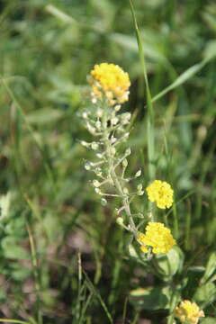 Image of Alyssum repens Baumg.