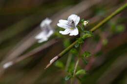 Слика од Euphrasia ramulosa W. R. Barker