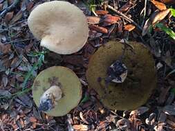 Image of Boletus atkinsonii Peck 1905