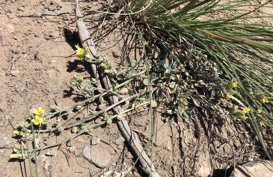 Image of Physaria kingii subsp. kingii