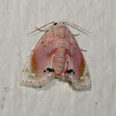 صورة Holocryptis nymphula Rebel 1909