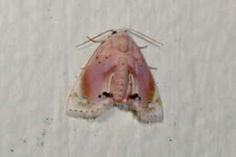 صورة Holocryptis nymphula Rebel 1909