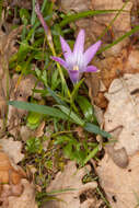 Image of Romulea ligustica Parl.