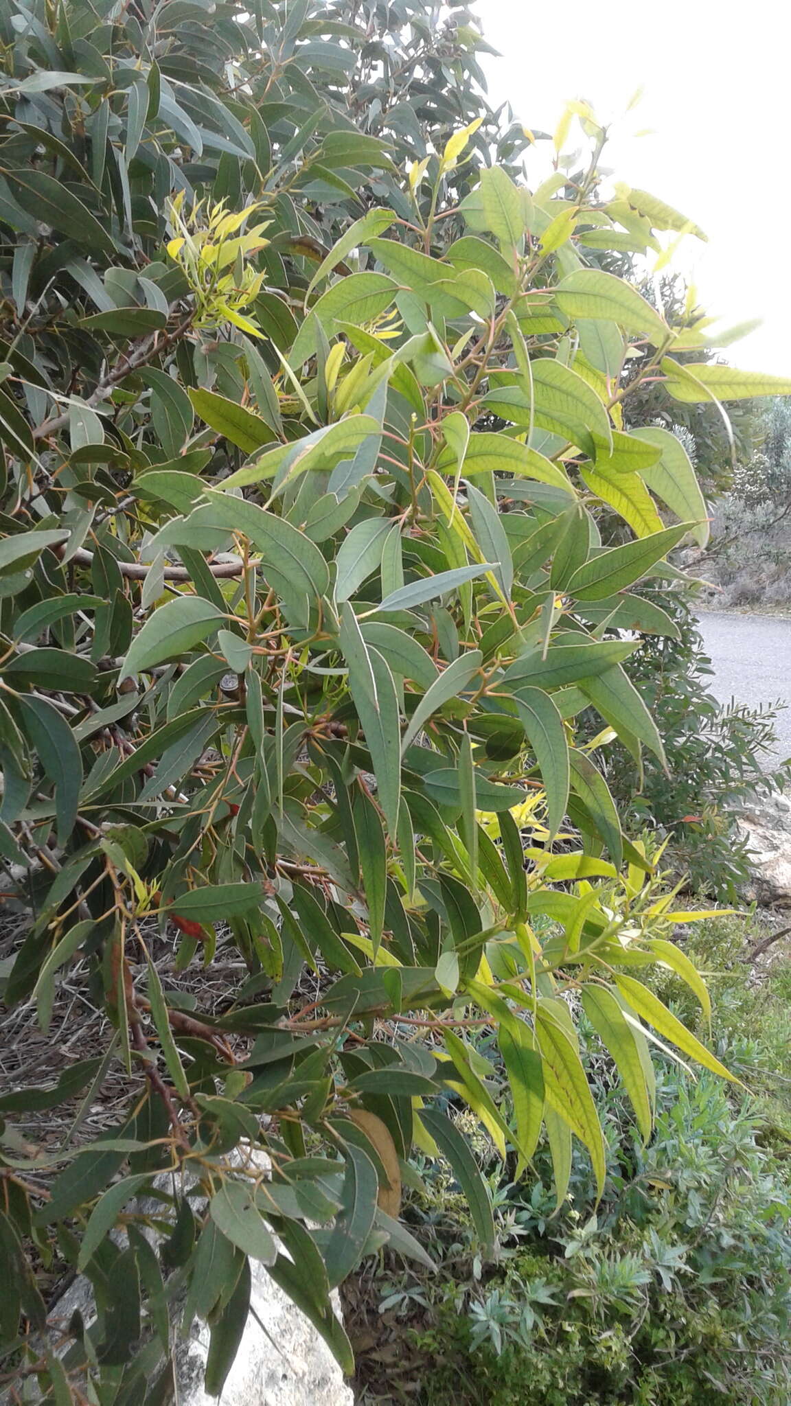 صورة Eucalyptus cosmophylla F. Müll.