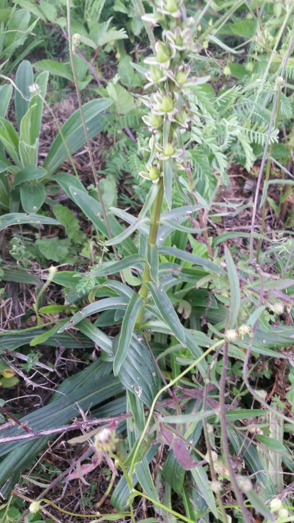 Imagem de Digitalis ferruginea L.