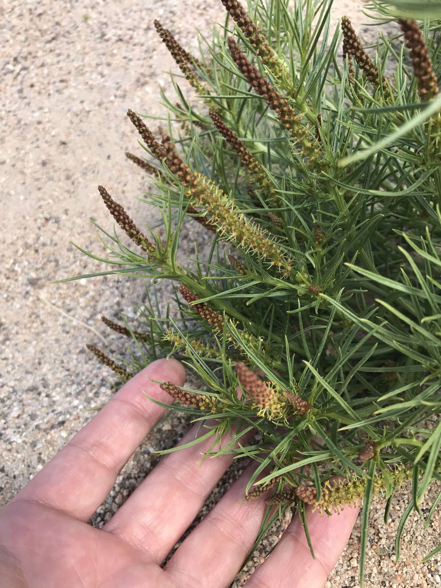 Image of Mojave toothleaf