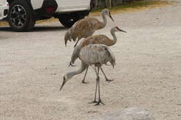 Image of Antigone canadensis canadensis (Linnaeus 1758)