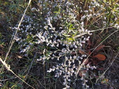 Image of Goniolimon tataricum (L.) Boiss.