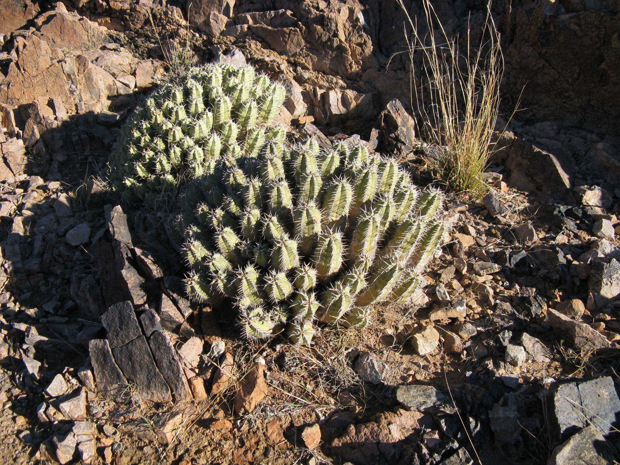 Euphorbia officinarum L. resmi