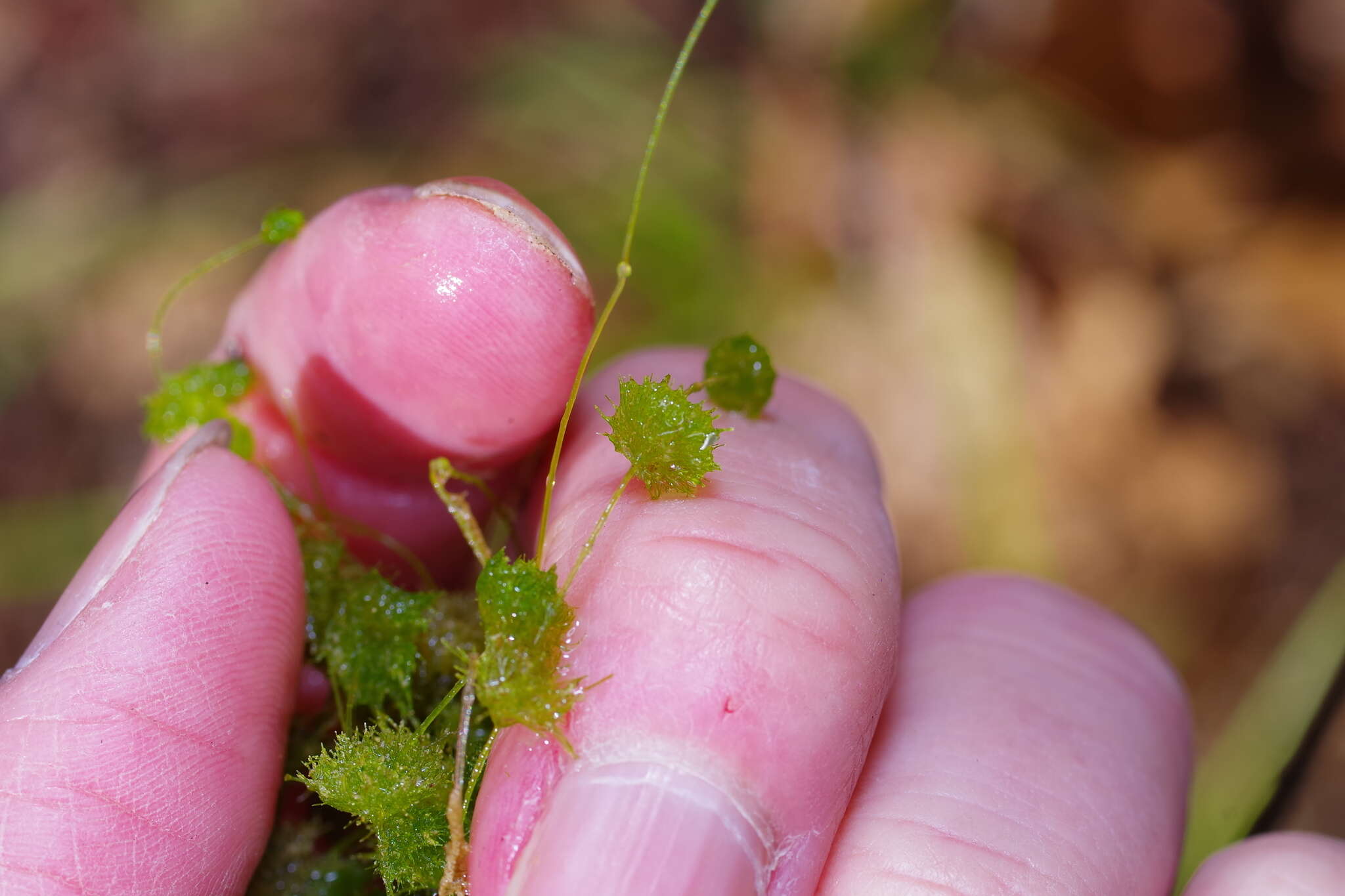 Image of Dwarf Stonewort