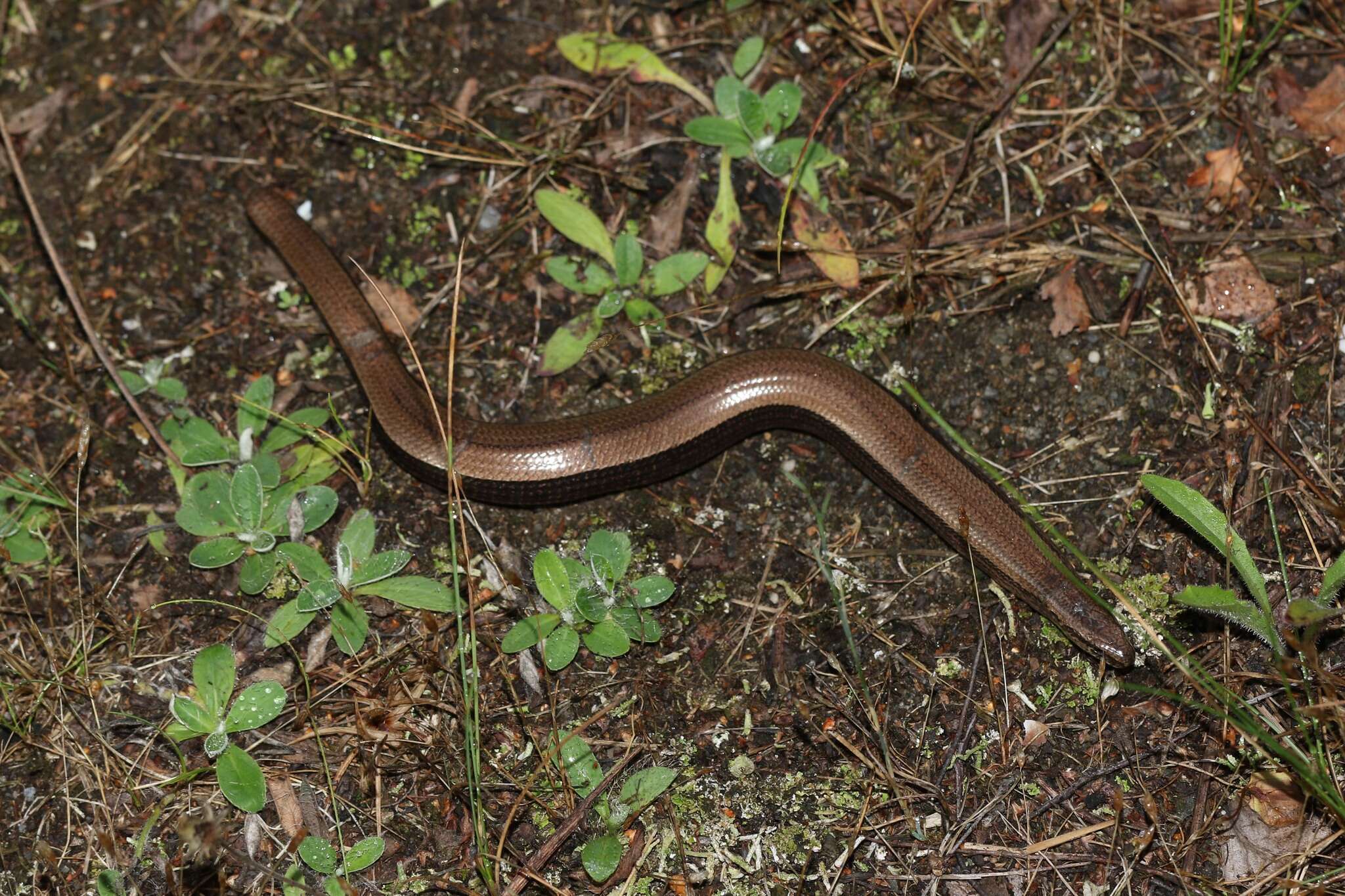 Image of Slow worm