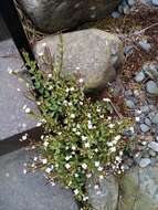 Image of Epilobium alsinoides subsp. atriplicifolium (A. Cunn.) Raven & Engelhorn