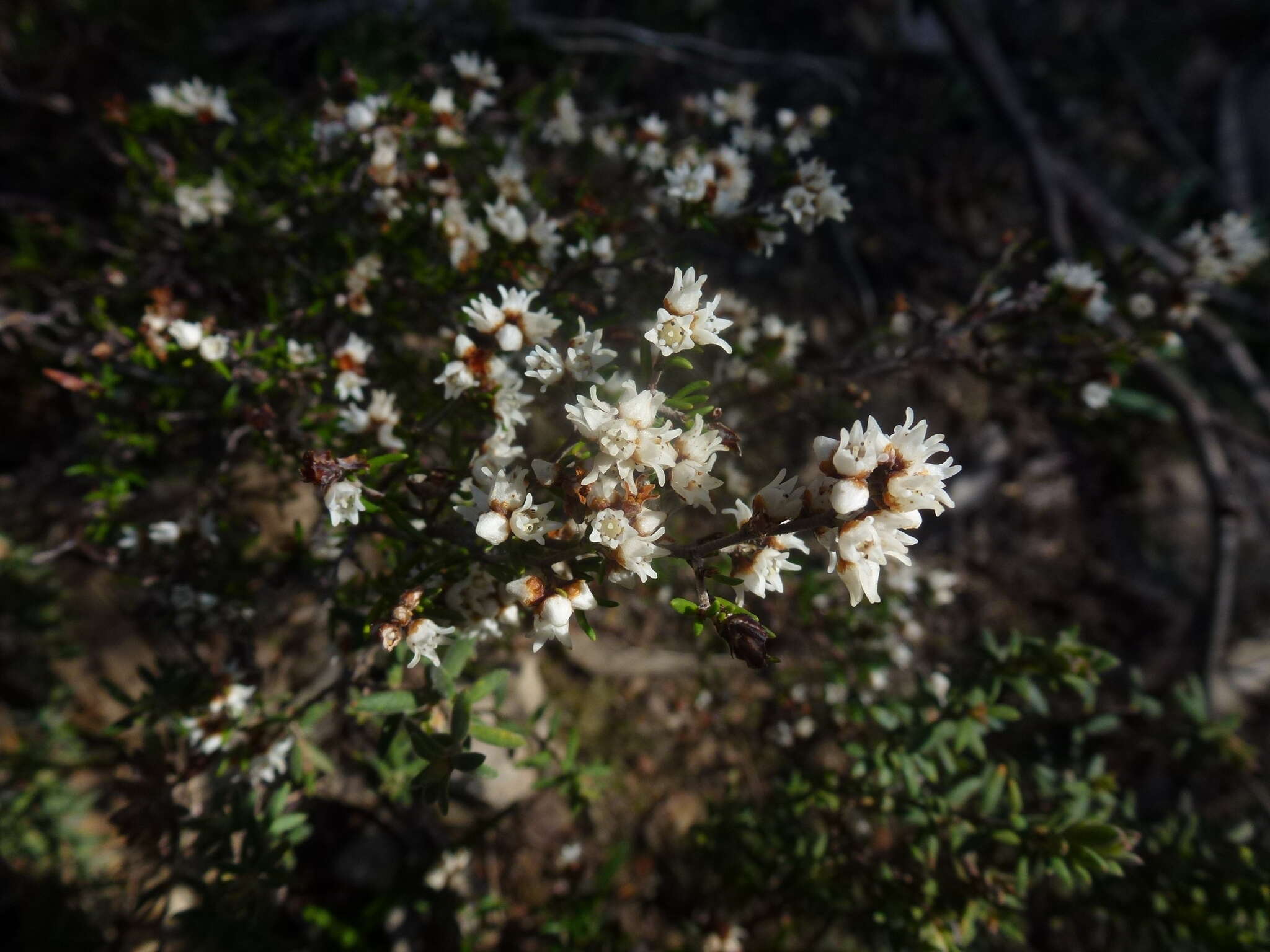 Image of Cryptandra tomentosa Lindl.