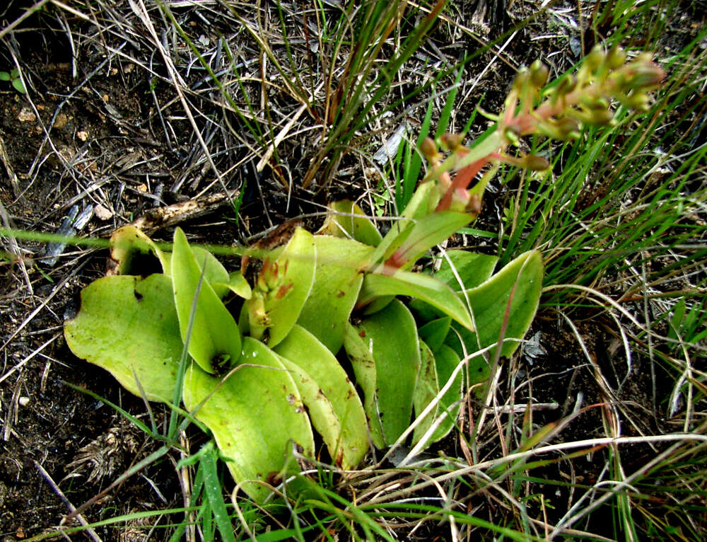 Image of Satyrium parviflorum Sw.