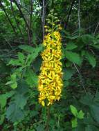 Image of Ligularia sachalinensis Nakai