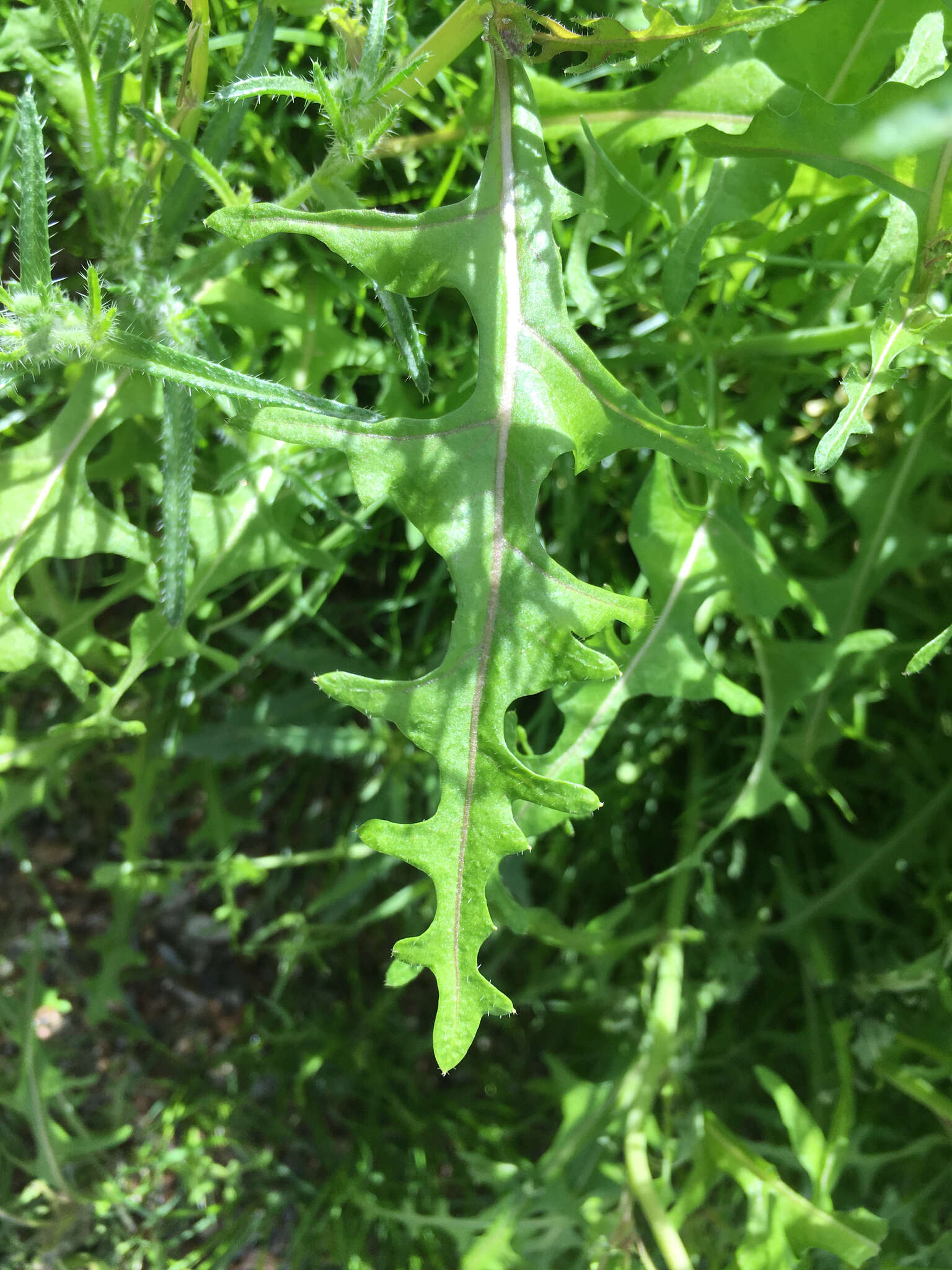 Image of California mustard