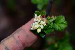 Image of Ribes neglectum Rose