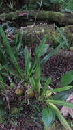 Image of Cyrtochilum revolutum (Lindl.) Dalström