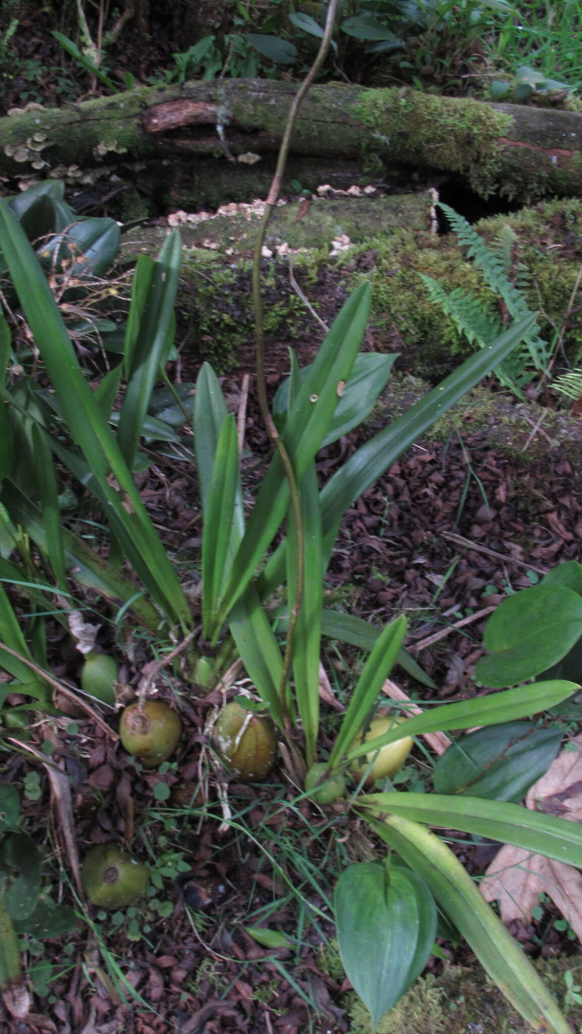 Image of Cyrtochilum revolutum (Lindl.) Dalström