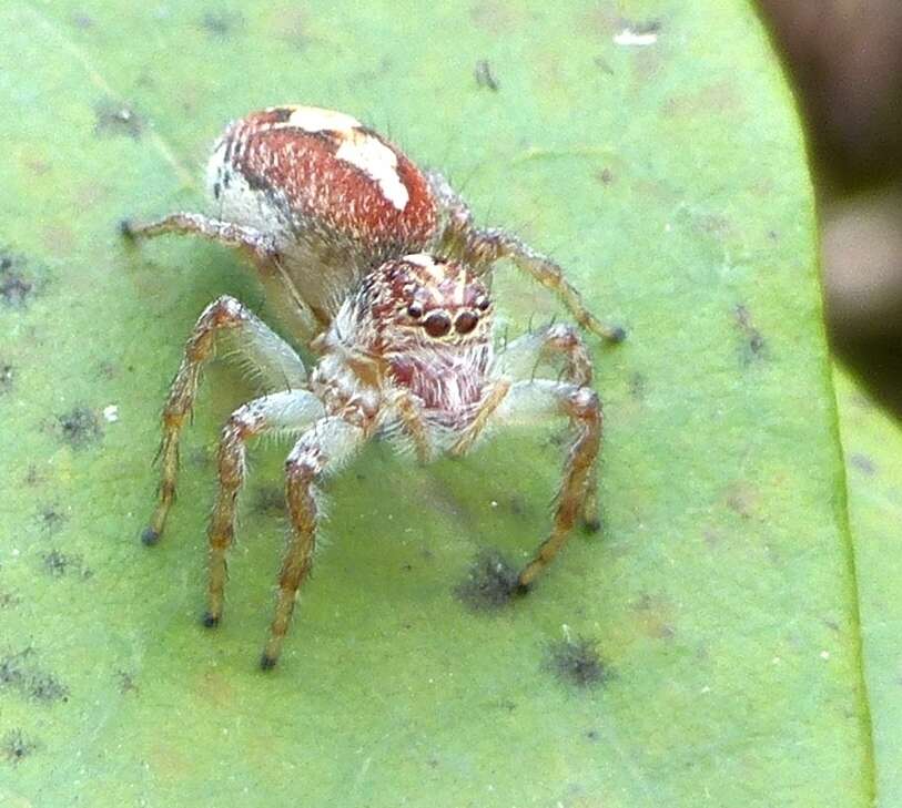 Image of Frigga coronigera (C. L. Koch 1846)