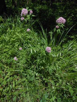 Plancia ëd Valeriana amurensis P. Smirn. ex Kom.