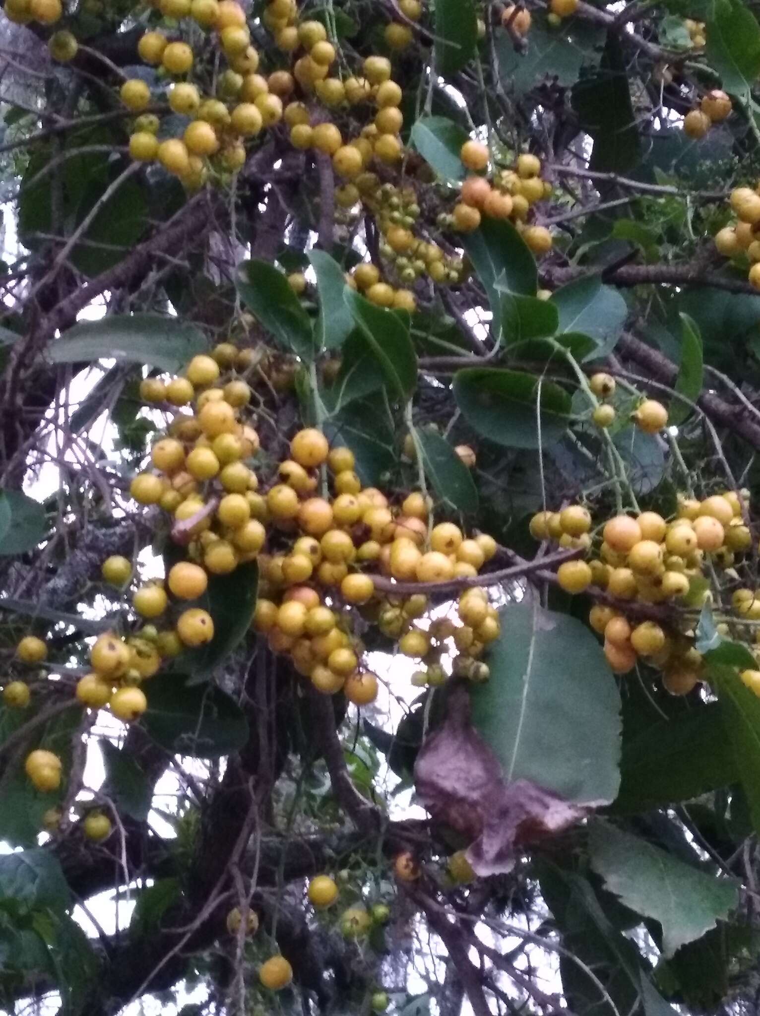 Image of Ehretia tinifolia L.