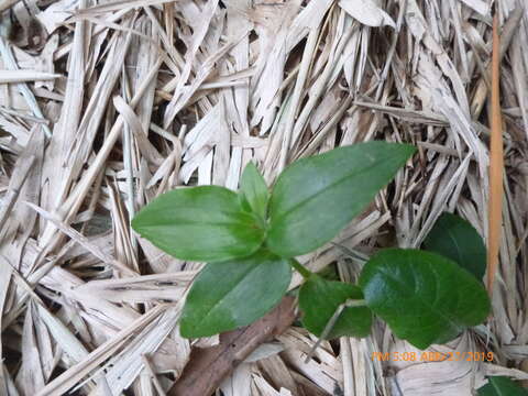 Image de Commelina erecta subsp. erecta