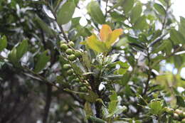 Imagem de Prunus buxifolia Koehne