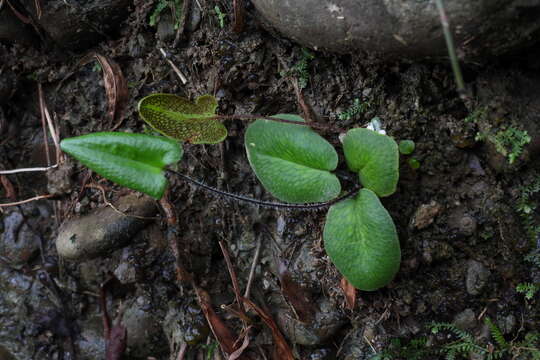 Plancia ëd Mickelopteris cordata (Hook. & Grev.) Fraser-Jenk.