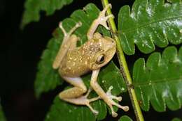 Image of Pristimantis eugeniae (Lynch & Duellman 1997)