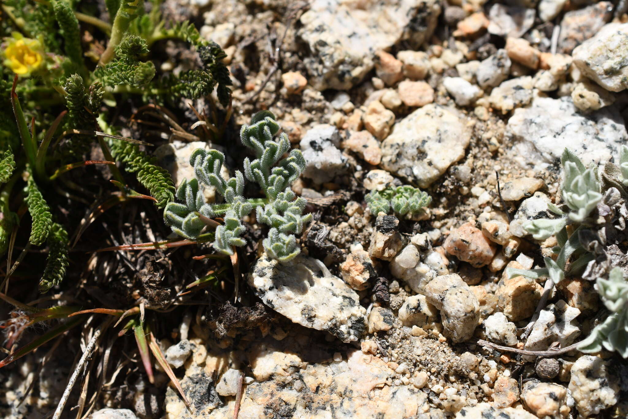 Image of pygmy mountainparsley