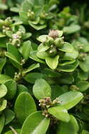 Image of Buxus liukiuensis (Makino) Makino