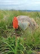 Imagem de Kniphofia galpinii Baker