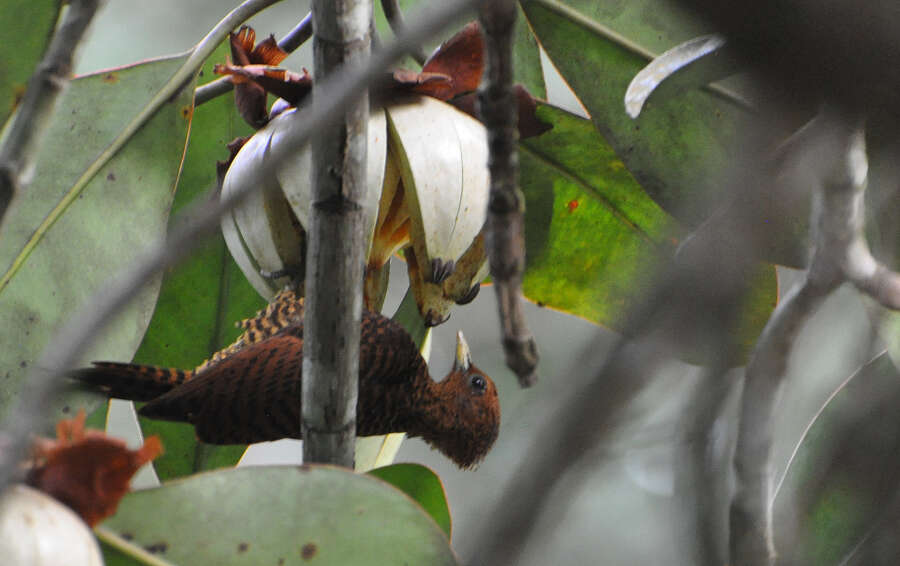 Image of Waved Woodpecker