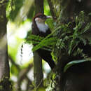 Image of White-throated Mountain Babbler