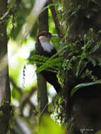Image of White-throated Mountain Babbler