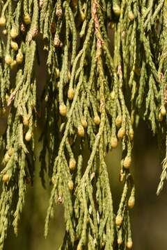 Image of Juniperus flaccida var. flaccida