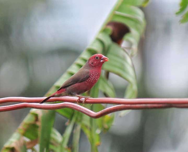 Image of Bar-breasted Firefinch