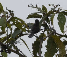 Image of Capped Conebill