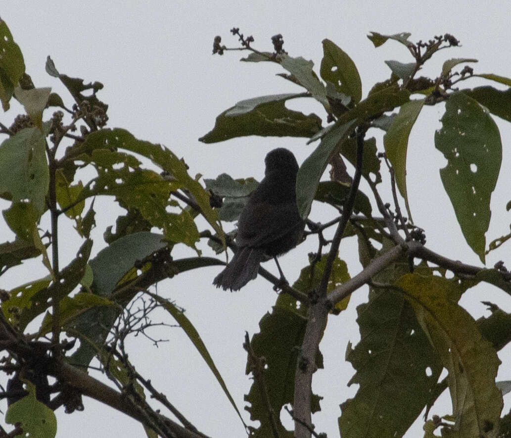 Image of Capped Conebill