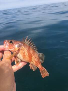 Image of Calico rockfish