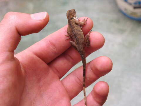 Image of Blemished Anole